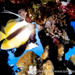 ©-Sylvie-Ayer-Egypte-Red-sea-bannerfish-Heniochus-intermedieus