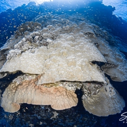 ©-Sylvie-Ayer-Egypte-huge-coral