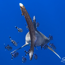 ©-Sylvie-Ayer-Egypte-longimanus