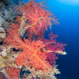 ©-Sylvie-Ayer-Egypte-soft-corals-and-diver