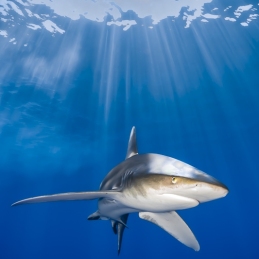 2_-Sylvie-Ayer-Egypte-longimanus