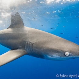 2_-Sylvie-Ayer-Egypte-longimanus