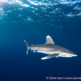 2_-Sylvie-Ayer-Egypte-longimanus