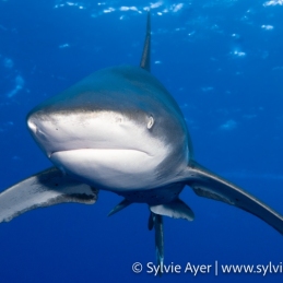 2_-Sylvie-Ayer-Egypte-longimanus