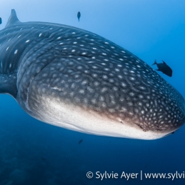 ©-Sylvie-Ayer-Equateur-Galapagos-whale-shark-Rhincodon-typus