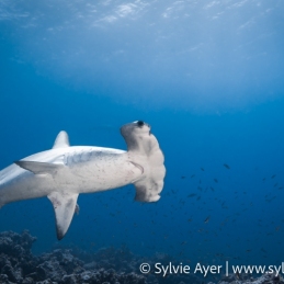©-Sylvie-Ayer-Equateur-Galapagos-scalloped-hammerhead-shark-Sphyrna-lewini