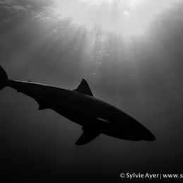 ©-Sylvie-Ayer-Mexico-Guadalupe-Great-white-shark
