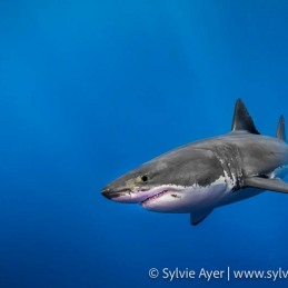 ©-Sylvie-Ayer-Mexico-Guadalupe-Great-white-shark
