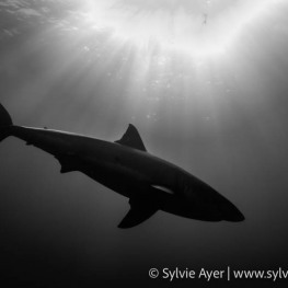 8_-Sylvie-Ayer-Mexico-Guadalupe-Great-white-shark