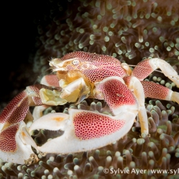 ©-Sylvie-Ayer-Indonesia-Komodo-porcelain-crab