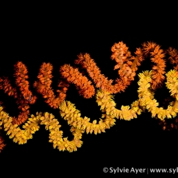©-Sylvie-Ayer-Indonesia-Komodo-whip-coral
