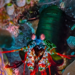 ©-Sylvie-Ayer-indonéesie-komodo-mantis-shrimp