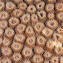 ©-Sylvie-Ayer-indonesie-komodo-coral