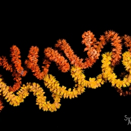 ©-Sylvie-Ayer-indonesie-komodo-corals
