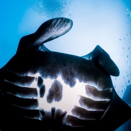 ©-Sylvie-Ayer-indonesie-komodo-reef-manta