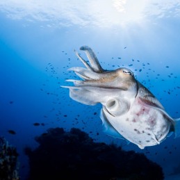1_-Sylvie-Ayer-Indonesia-Komodo-Cuttlefish