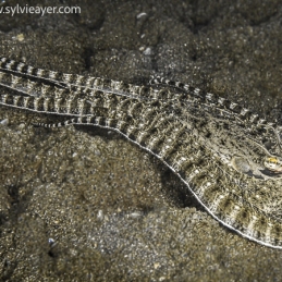 1_-Sylvie-Ayer-Indonesia-komodo-mimic-octopus-Thaumoctopus-mimicus