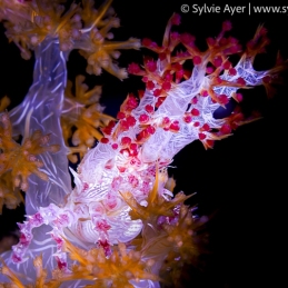 ©-Sylvie-Ayer-indonesia-komodo-Decorator-Crabs-Majidae