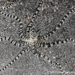 ©-Sylvie-Ayer-Indonesia-Komodo-mimic-octopus-Thaumoctopus-mimicus