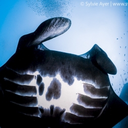 ©-Sylvie-Ayer-Indonesia-Komodo-reef-manta