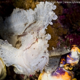 ©-Sylvie-Ayer-indonesia-komodo-leaffish-Taenianotus-triacanthus