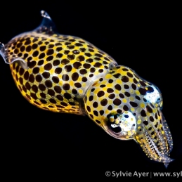 ©-Sylvie-Ayer-Indonesia-Lembeh-Diamond-Pygmy-squid-Idiosepius-sp-2