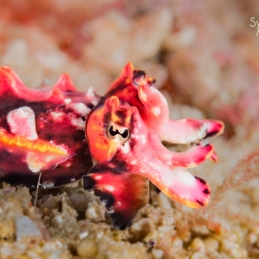 ©-Sylvie-Ayer-indonesie-komodo-flamboyant-cuttlefish