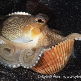 1_-Sylvie-Ayer-Indonesia-Lembeh-coconut-octopus-Amphioctopus-marginatus