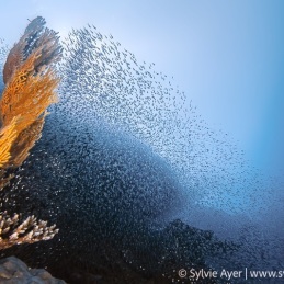 ©-Sylvie-Ayer-Maldives-Ambiance
