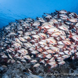 ©-Sylvie-Ayer-Maldives-Humpback-red-snapper-Lutjanus-gibbus