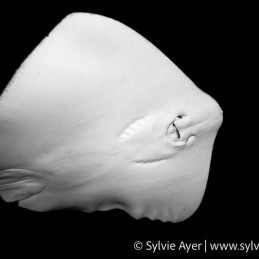 ©-Sylvie-Ayer-Maldives-Jenkins-Whipray-Pateobatis-jenkinsi