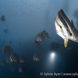 ©-Sylvie-Ayer-Maldives-Tall-fin-Batfish-Platax-teira