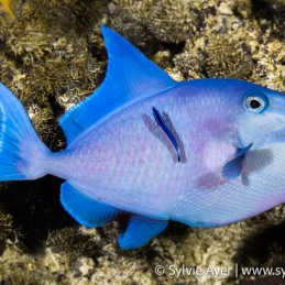 ©-Sylvie-Ayer-Maldives-blue-triggerfish-Odonus-niger