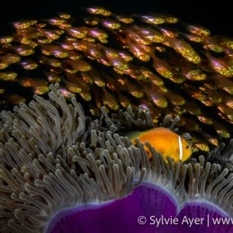 ©-Sylvie-Ayer-Maldives-clown-fish