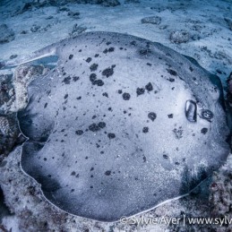 ©-Sylvie-Ayer-Maldives-marbled-ray-marbled-ribbontail-ray-Taeniura-melanospilos