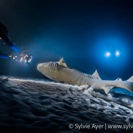 ©-Sylvie-Ayer-Maldives-nurse-shark