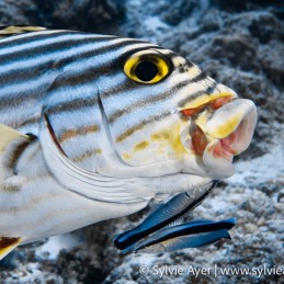 ©-Sylvie-Ayer-Maldives-oriental-sweetlips-Plectorhinchus-vittatus