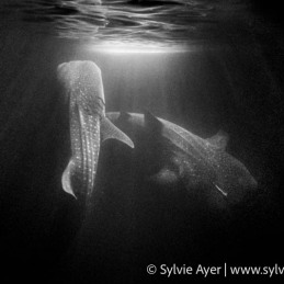 ©-Sylvie-Ayer-Maldives-whale-shark-Rhincodon-typus