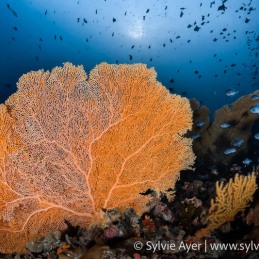©-Sylvie-Ayer-maldives-Gorgone-and-blue-triggerfish