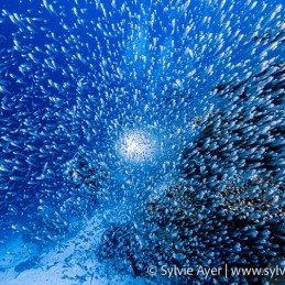 1_-Sylvie-Ayer-Maldives-Glass-fishes