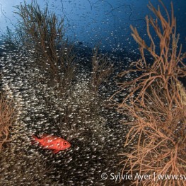1_-Sylvie-Ayer-Maldives-bigscale-soldierfish-Myripristis-berndti