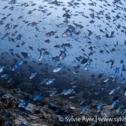 ©-Sylvie-Ayer-Maldives-blue-triggerfish-Odonus-niger