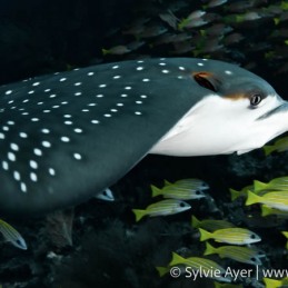 1_-Sylvie-Ayer-Maldives-eagle-ray