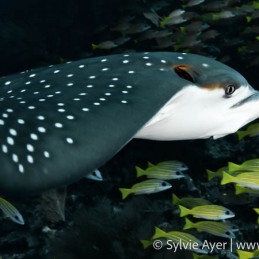 ©-Sylvie-Ayer-Maldives-eagle-ray