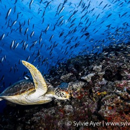 ©-Sylvie-Ayer-Maldives-green-sea-turtle-Chelonia-mydas