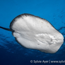 ©-Sylvie-Ayer-Maldives-marbled-ray-marbled-ribbontail-ray-Taeniura-melanospilos