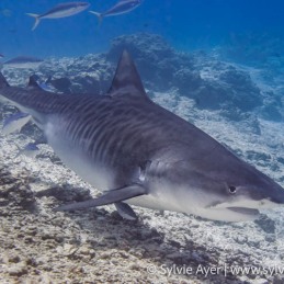 ©-Sylvie-Ayer-Maldives-tiger-shark