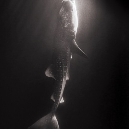 ©-Sylvie-Ayer-Maldives-whale-shark-Rhincodon-typus2