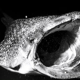 ©-Sylvie-Ayer-Maldives-whale-shark-Rhincodon-typus