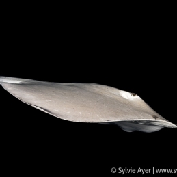 ©-Sylvie-Ayer-Maldives-whipray